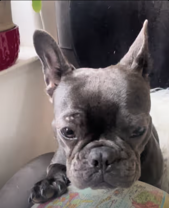 Frenchie Booking Travel !